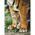 Kép 2/2 - 500 db-os High Quality Collection puzzle négyzet alakú dobozban - Bengáli tigris kölyök